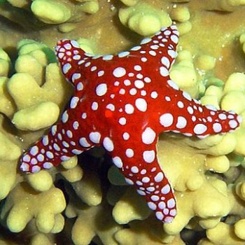 Fromia milleporella -морская звезда