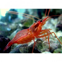 Lysmata wurdemanni - Вурдемани