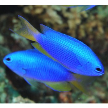 Pomacentrus coelestis -Помацентрус голубой