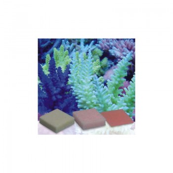Korallen-Zucht Automatic Elements Pohl`s  10 шт