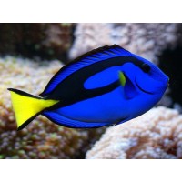 Paracanthurus hepatus - Хепатус (хирург)