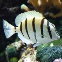 Acanthurus triostegus - хирург Зебра