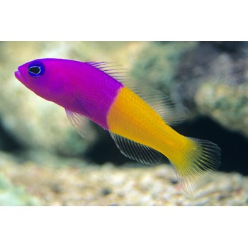Pseudochromis paccagnellae - Ложнохромис королевский