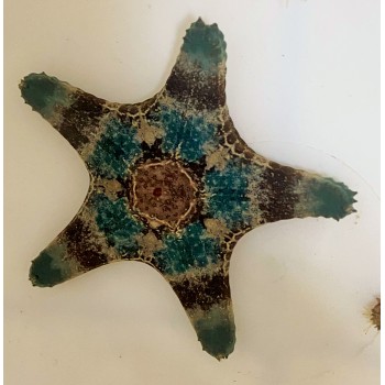  Морская звезда Cake sea star Anthenea aspera