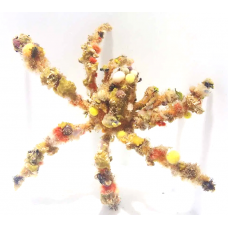 Краб-декоратор Camposcia retusa