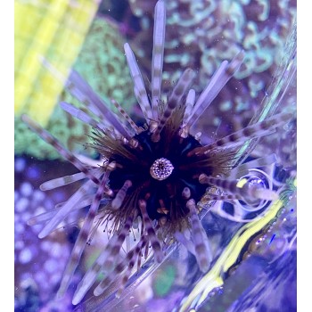 Echinothrix calamaris (Двуиглый морской ёж)