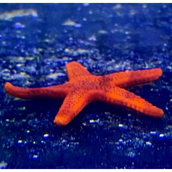  Морская звезда Фромия fromia milleporella