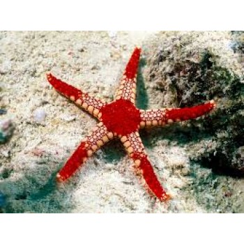 Fromia monilis морская звезда