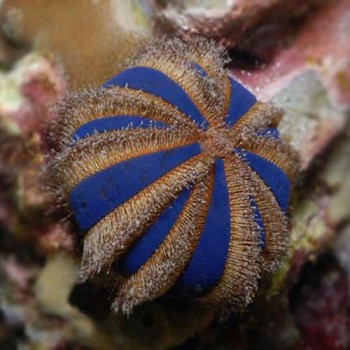 Mespilia globulus морской еж арбузик