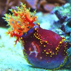 Pseudocolochirus violaceus морське яблуко