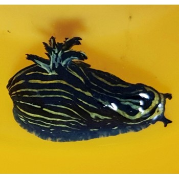 Roboastra green body Голожаберний молюск