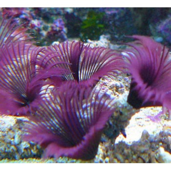 Sabellastarte spectabilis фиолетовый
