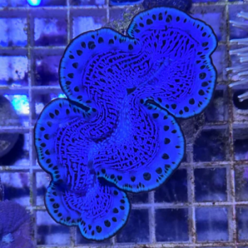 Tridacna maxima Blue Тридакна Максіма