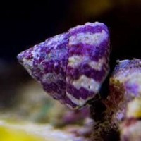 trochus snail улитка Трохус