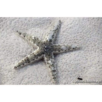 Astropecten polycanthus песчаная морская звезда