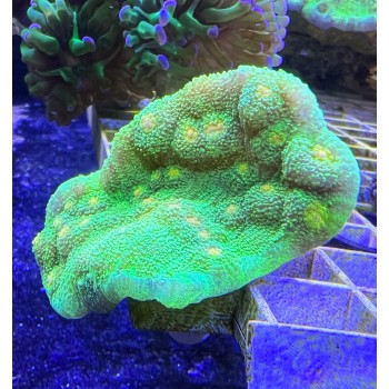 Echinophyllia sp. Chalice (Чаліс) корал
