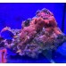 живой камень с кораллами 