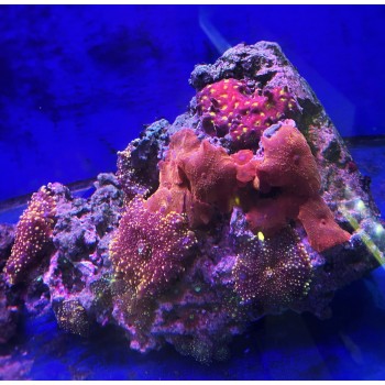 живой камень с кораллами 