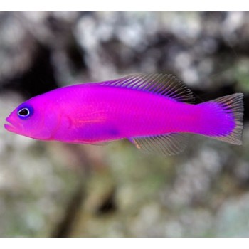 Pseudochromis porphyreus (хибнохроміс фіолетовий)