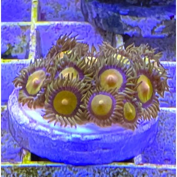 Zoanthus Зоантуси корал