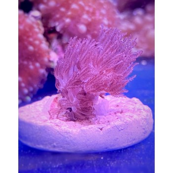 Коралл Антелия (Anthelia)