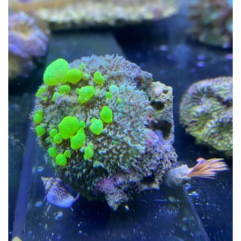 Родактіс Bounce Mushroom Coral