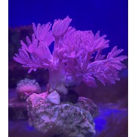 Heteroxenia fuscescens (Ксения пульсирующая)