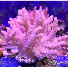 Klyxum sp. мягкий коралл