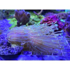 Саркофитон Мадагаскарский длиннополипный