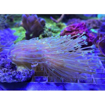 Sarcophyton Саркофитон Мадагаскарский длиннополипный