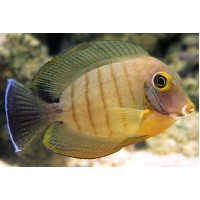 Acanthurus tristis Хирург-клоун