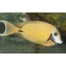 Acanthurus tristis