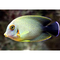 Acanthurus chronixis рыба-хирург