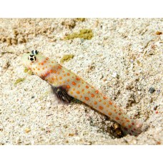 Amblyeleotris guttata Оранжевопятнистый бычок