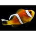 Amphiprion omanensis рыба клоун