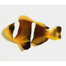 Amphiprion omanensis рыба клоун
