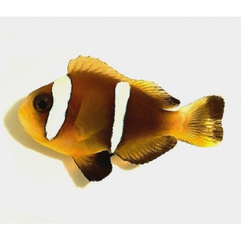 Amphiprion omanensis рыба клоун
