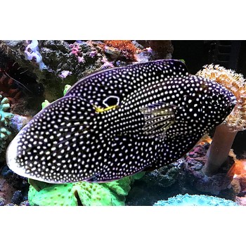 Calloplesiops altivelis Каллоплезиопс комета