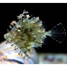 Chaetodermis penicilligerus рыба-лист