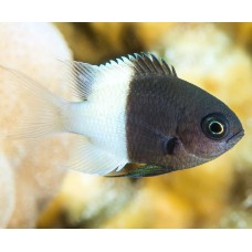 Chromis dimidiata двуцветный хромис Монашка