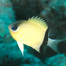 Chromis retrofasciata Хроміс чорнополосий