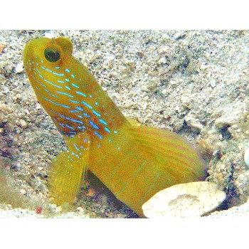 Cryptocentrus cyanotaenia