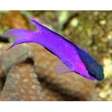 Gramma melacara - Грамма черноголовая