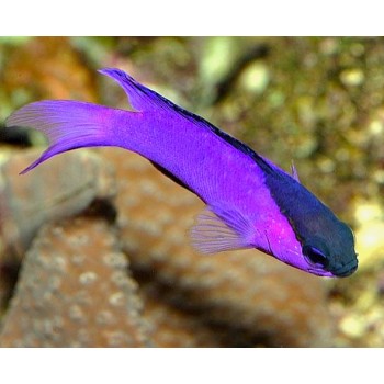 Gramma melacara - Грамма черноголовая