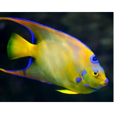 Holacanthus ciliaris ангел королева