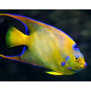 Holacanthus ciliaris ангел-изабелита королева