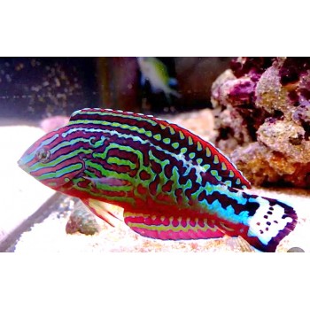 Macropharyngodon bipartitus - Пятнистый губан самец