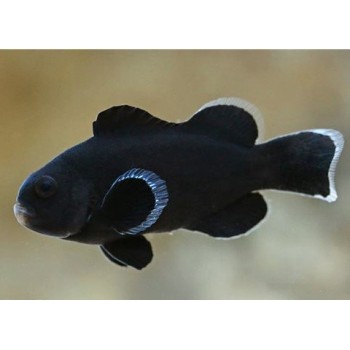 Amphiprion ocellaris midnight риба-клоун