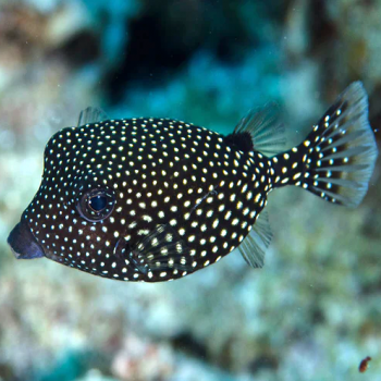 Ostracion meleagris Кузовок білоплямистий