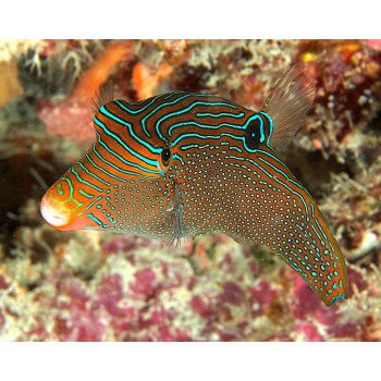 Canthigaster papua Иглобрюх папуасский